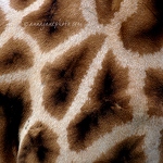 20080317-giraffe-skin.jpg