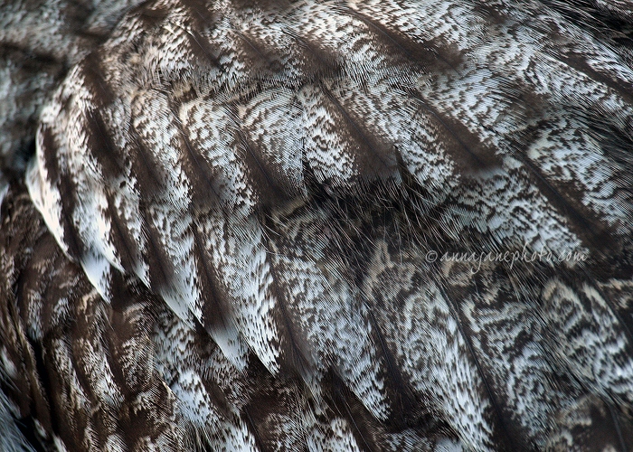 20081108-great-grey-owl-feathers.jpg