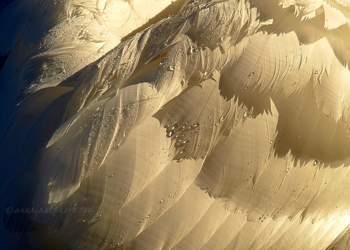 20090105-swan-feathers.jpg