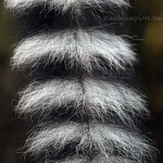 20081224-ring-tailed-lemur.jpg