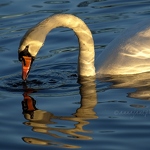 20090105-mute-swan.jpg