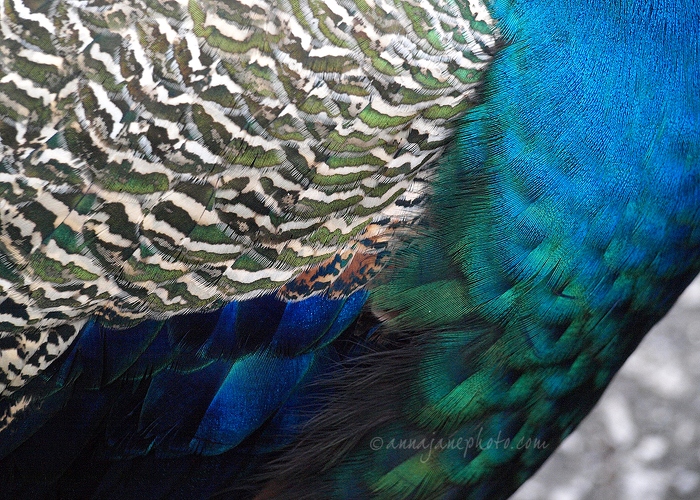20090116 Peacock Feathers 1200px.jpg