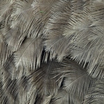 20090403-ostrich-feathers.jpg