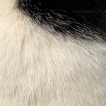 20090412-cat-fur.jpg