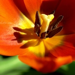 20090404-red-tulip.jpg