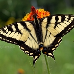 20090625-tiger-swallowtail-butterfly.jpg