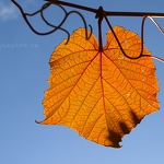 20091012-leaf-and-blue-sky.jpg