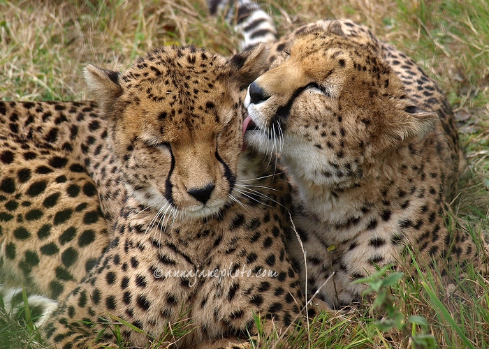 20091017-cheetahs.jpg