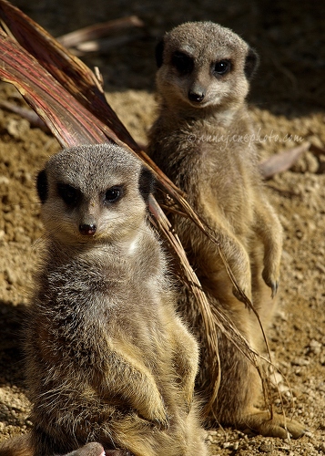 20100404-meerkats.jpg