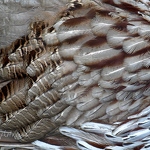 20100502-erckels-francolin-feathers.jpg
