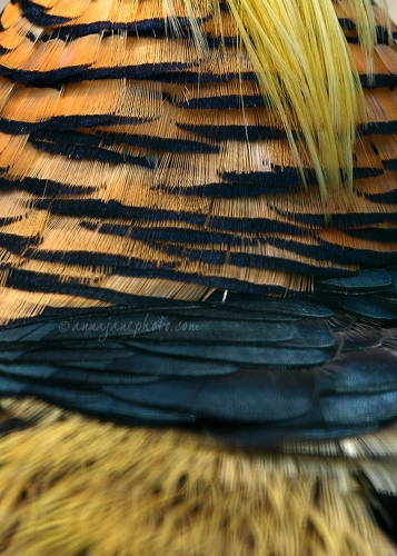 20100515-golden-pheasant-feathers.jpg