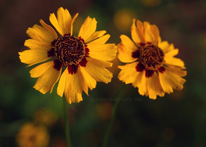 20101024-yellow-flowers.jpg