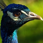 20101010-peacock.jpg