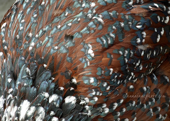 20110424-old-english-pheasant-fowl.jpg