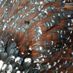 20110424-old-english-pheasant-fowl.jpg