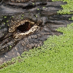 20110614-alligator.jpg