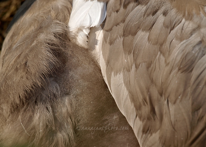20110730-young-mute-swan-feathers.jpg