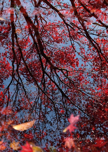 20121104-japanese-maple-tree-reflections.jpg