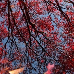 20121104-japanese-maple-tree-reflections.jpg