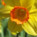 20130426-daffodil.jpg