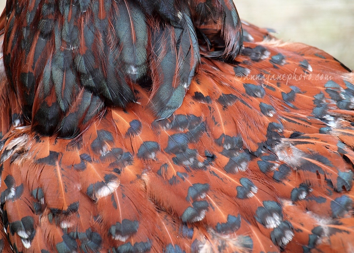 20130616-speckled-sussex-chicken-feathers.jpg