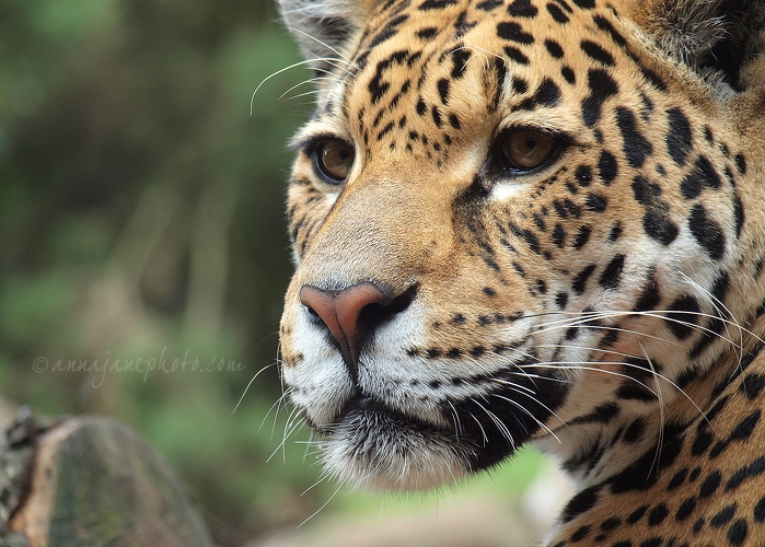 20130810-rica-jaguar-2.jpg