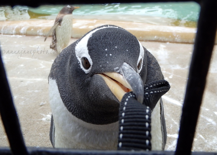 20130810-gentoo-penguin.jpg