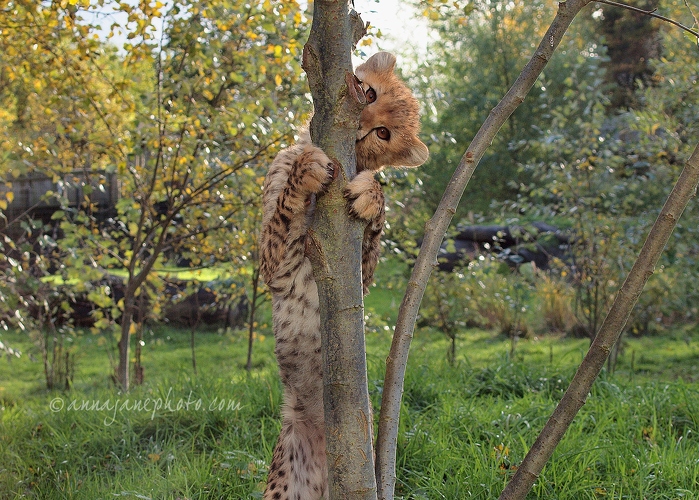 20131107-cheetah-cub.jpg