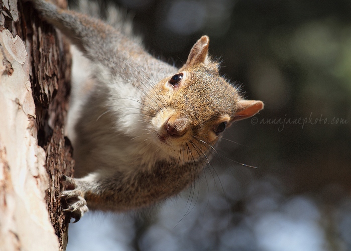20140303-grey-squirrel.jpg