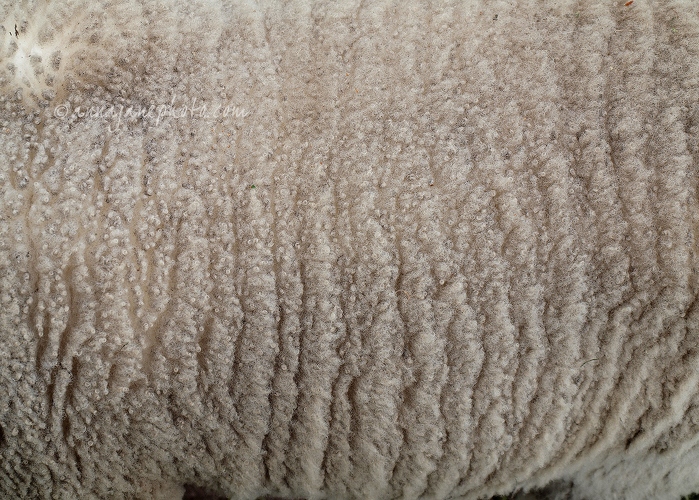 20140419-ryeland-lamb-wool.jpg