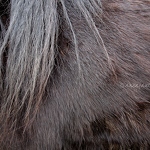 20140419-horse-hair.jpg
