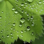20140629-leaf-droplets-1.jpg