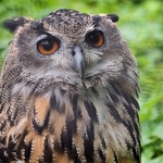 20140825-eurasian-eagle-owl-2.jpg