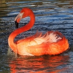 20150302-flamingo.jpg