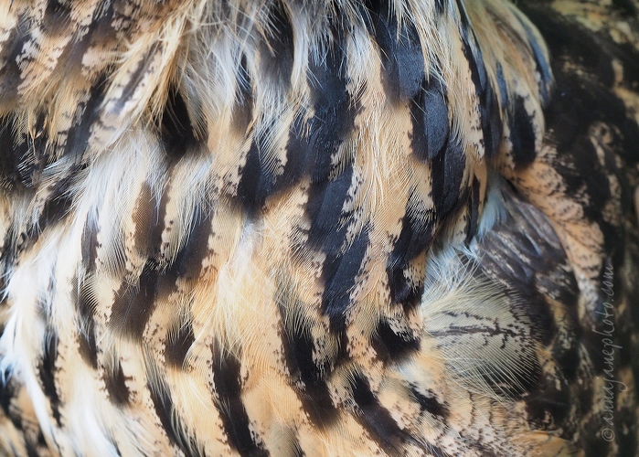 20150314-eurasian-eagle-owl-feathers.jpg