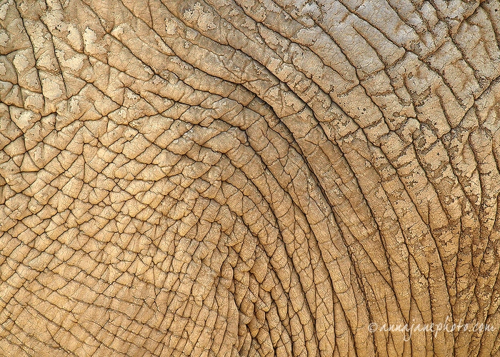 20090403-elephant-skin.jpg