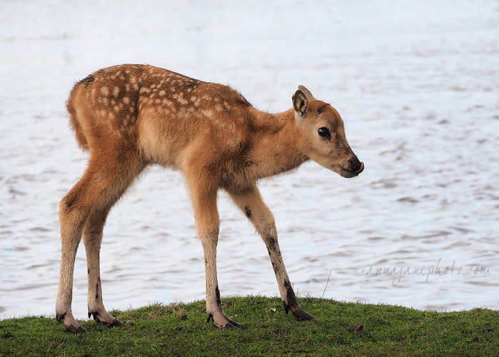 20150404-pere-davids-deer-fawn.jpg