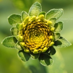 2015070-yellow-and-green-flower.jpg
