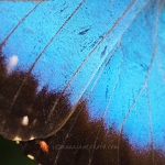 20150720-blue-morpho-butterfly-wing.jpg