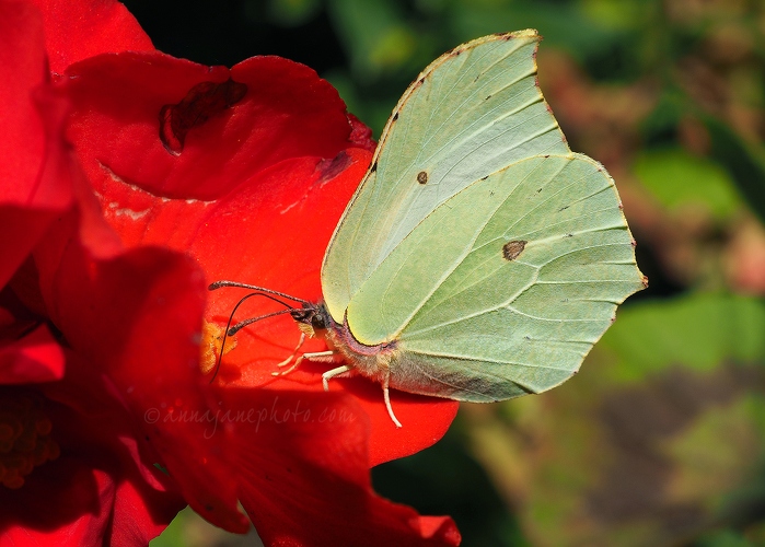 20151001-brimstone-butterfly.jpg