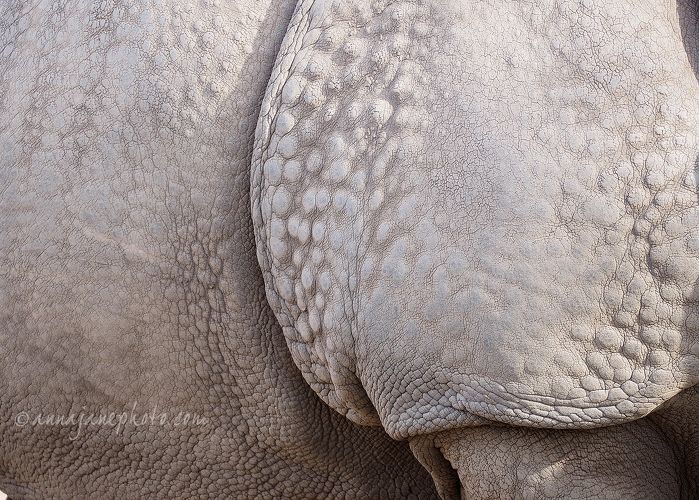 20160314-greater-one-horned-rhinoceros-skin-1.jpg