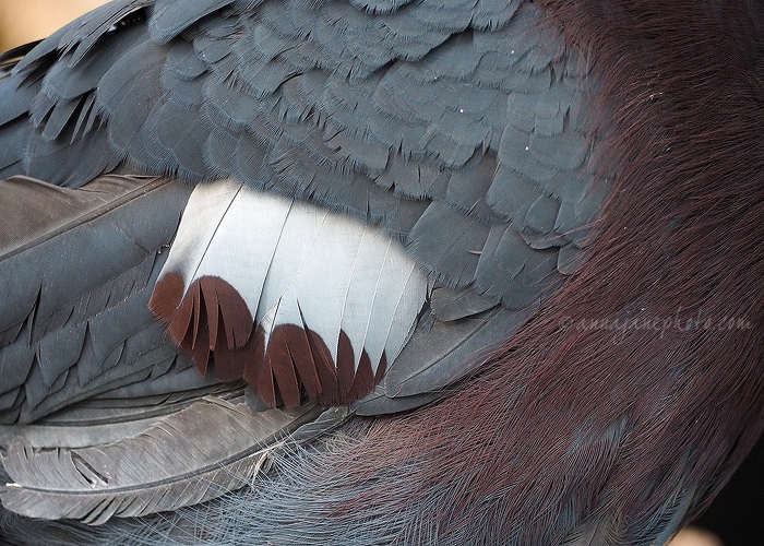 20160314-victoria-crowned-pigeon-feathers.jpg