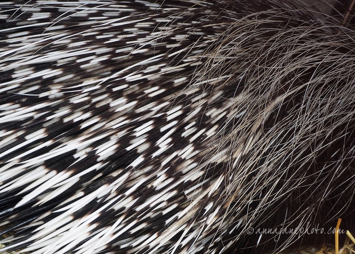 20160404-african-crested-porcupine.jpg
