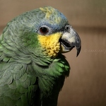 20100515-green-parakeet.jpg