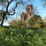 20130502-liverpool-cathedral-daffodils.jpg
