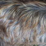 20160719-pygmy-goat-hair.jpg