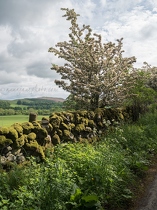 Hawthorn and Stone Wall