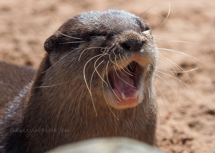 20170607-otter-yawn.jpg