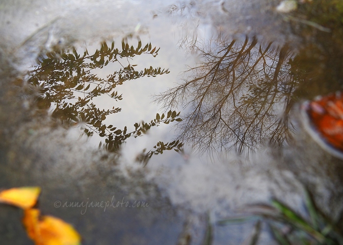 20171025-puddle-reflections.jpg