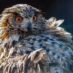 20180405-eurasian-eagle-owl.jpg